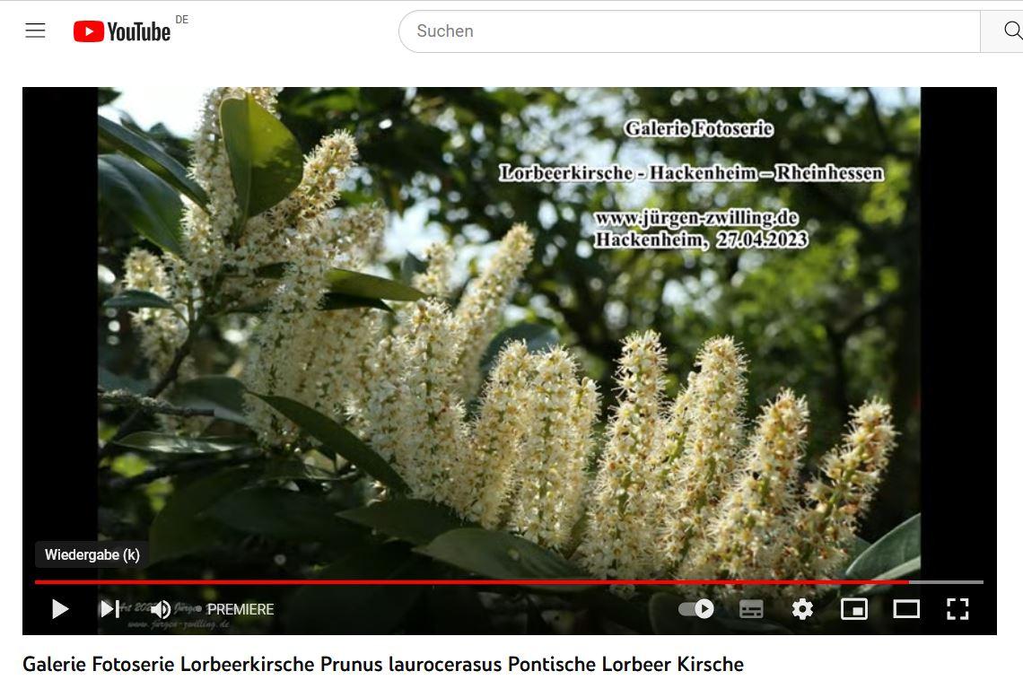Lorbeerkirsche (Prunus laurocerasus) -  Pontische Lorbeer-Kirsche - Kirschlorbeer - Hackenheim - Rheinhessen