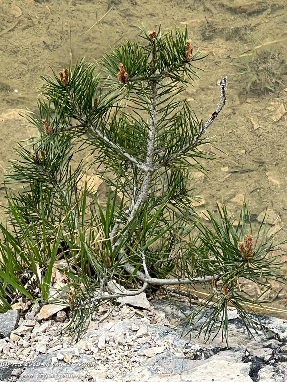Kiefern - Kuhberg- Bad Kreuznach - Rheinhessen