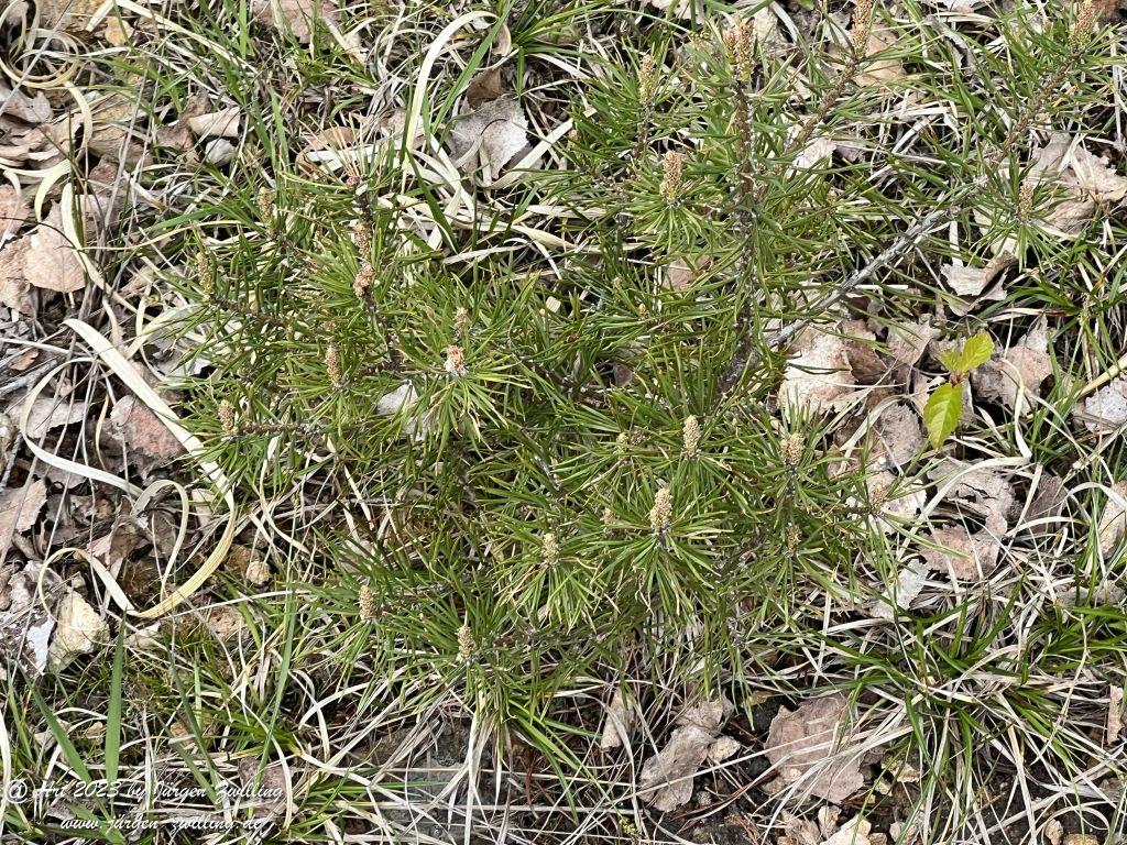 Kiefern - Kuhberg- Bad Kreuznach - Rheinhessen