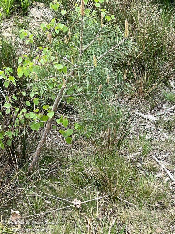 Kiefern - Kuhberg- Bad Kreuznach - Rheinhessen