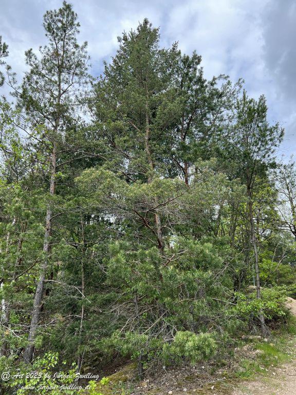 Kiefern - Kuhberg- Bad Kreuznach - Rheinhessen