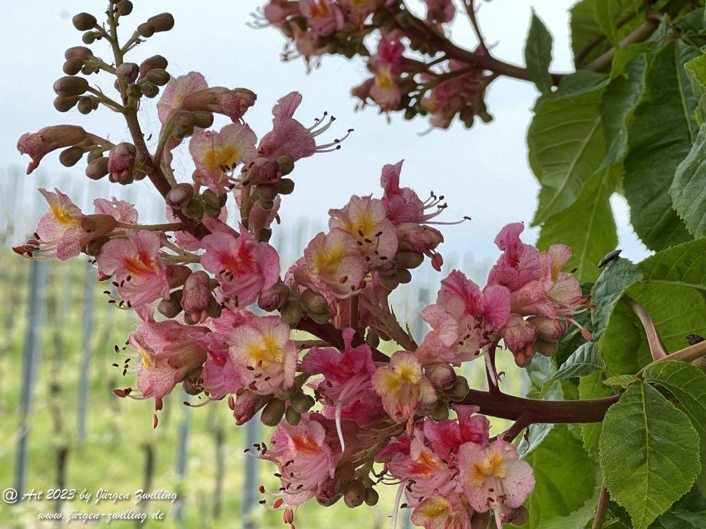 Kastanienbaum - Hackenheim - Rheinhessen