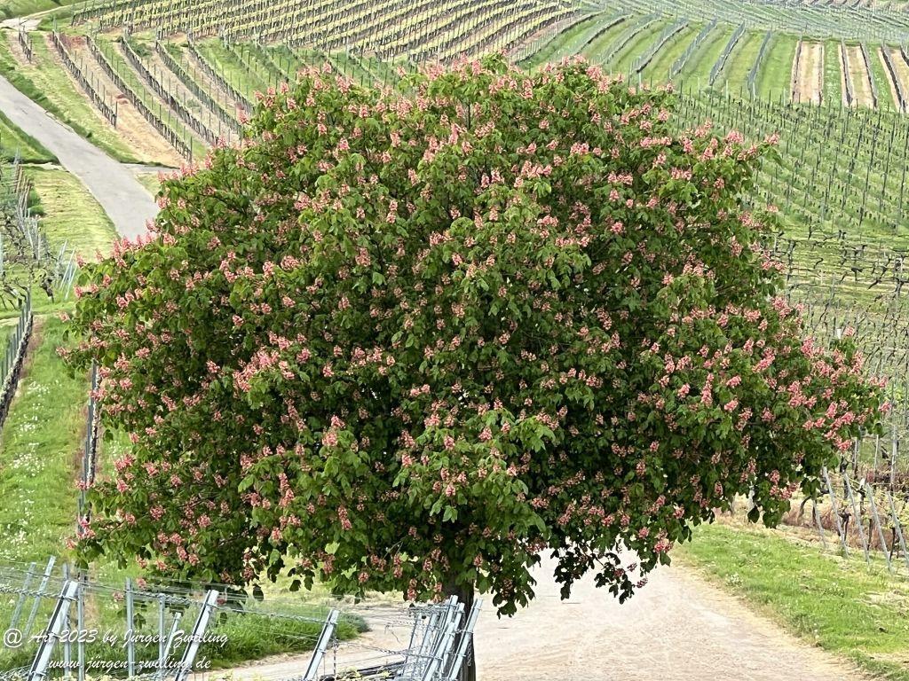 Kastanienbaum - Hackenheim - Rheinhessen
