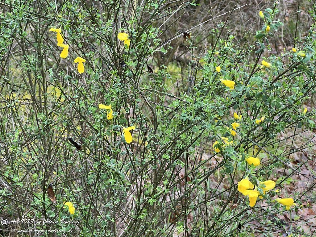 Ginster (Genista), auch Brambusch - Kuhberg - Rheinhessen