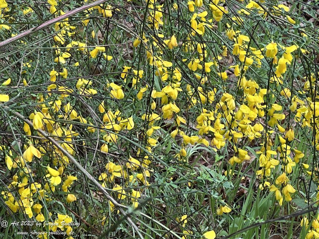 Ginster (Genista), auch Brambusch - Kuhberg - Rheinhessen