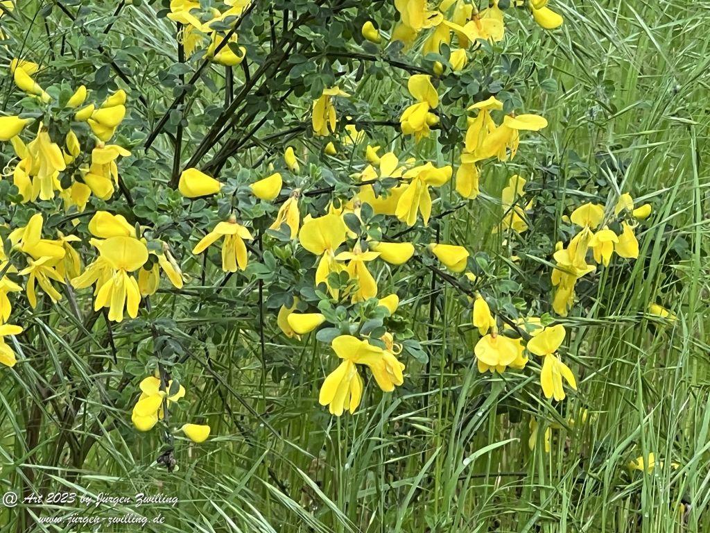 Ginster (Genista), auch Brambusch - Kuhberg - Rheinhessen