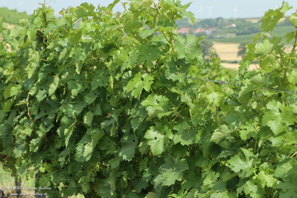 Juli Weinberge 2023 - Hackenheim - Rheinhessen