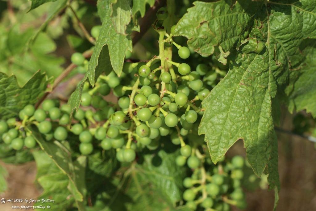 Juli Weinberge 2023 - Hackenheim - Rheinhessen