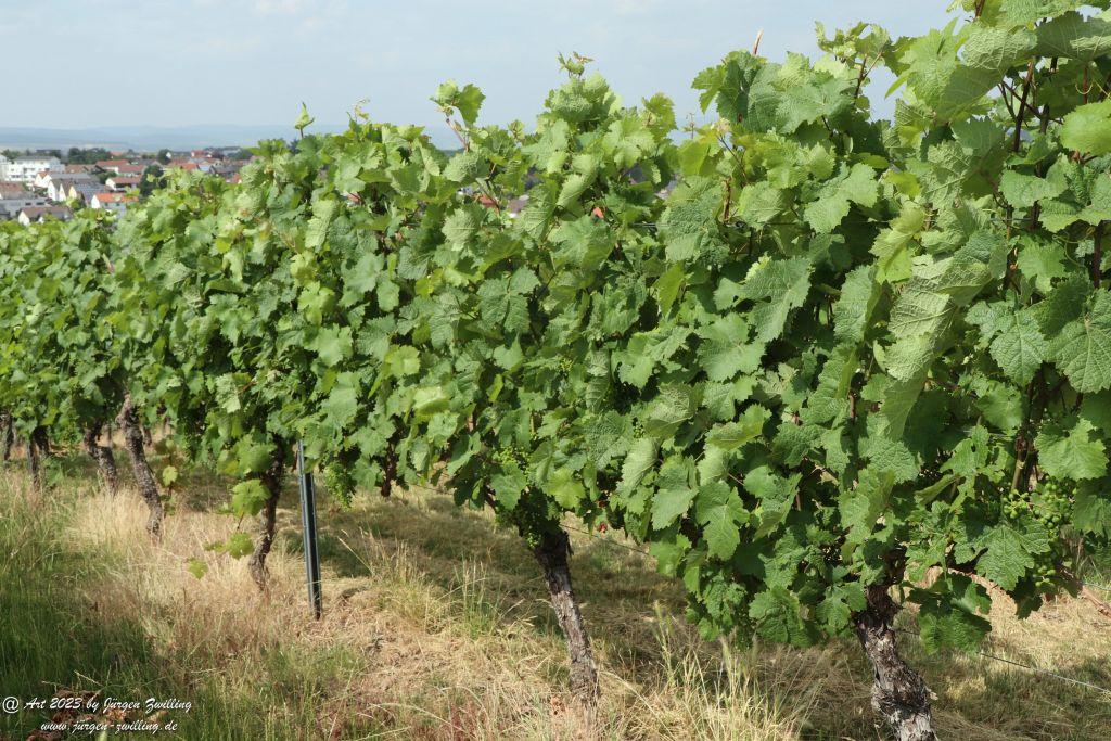 Juli Weinberge 2023 - Hackenheim - Rheinhessen
