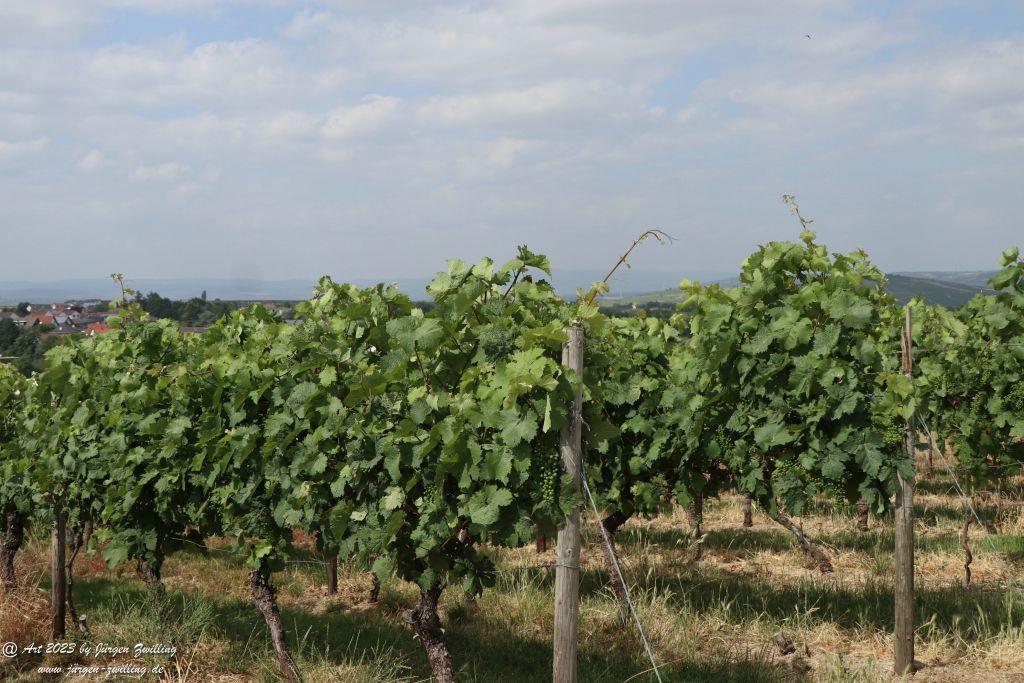 Juli Weinberge 2023 - Hackenheim - Rheinhessen