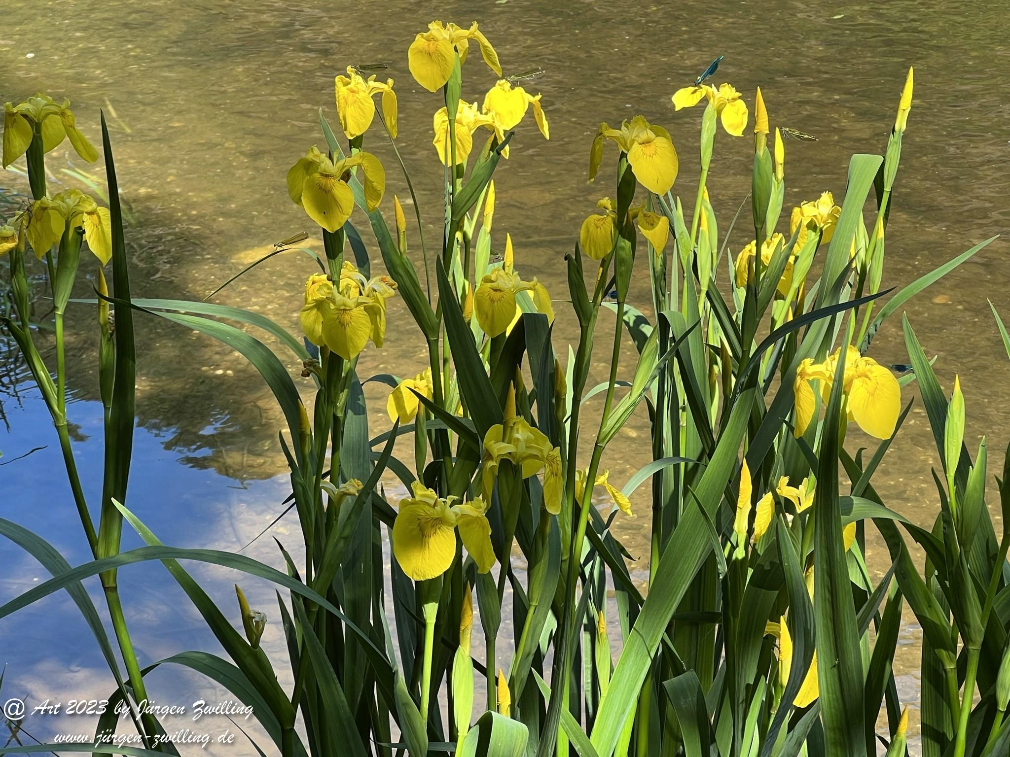 Gelbe Sumpfschwertlilie 4 