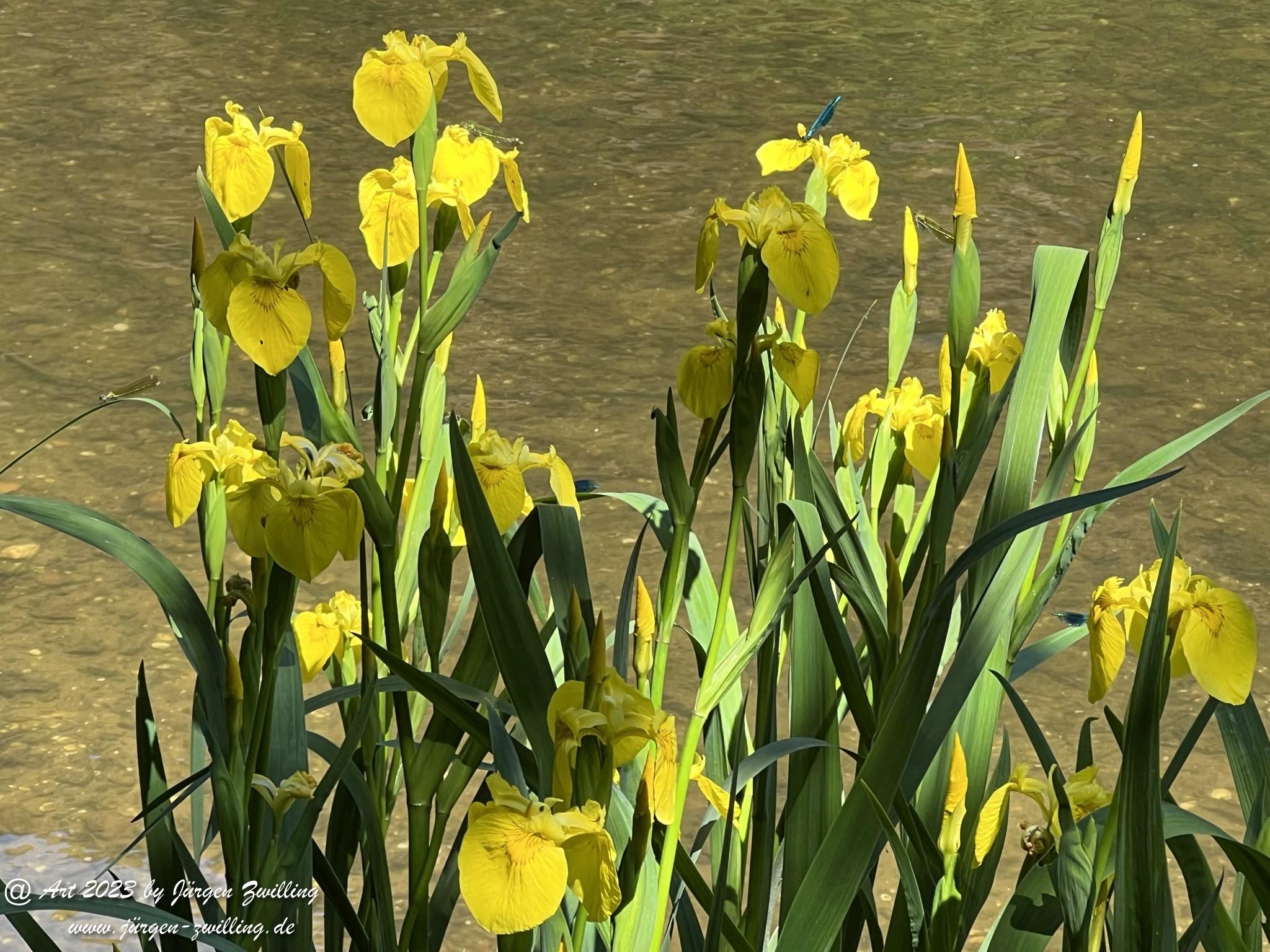 Gelbe Sumpfschwertlilie 5 