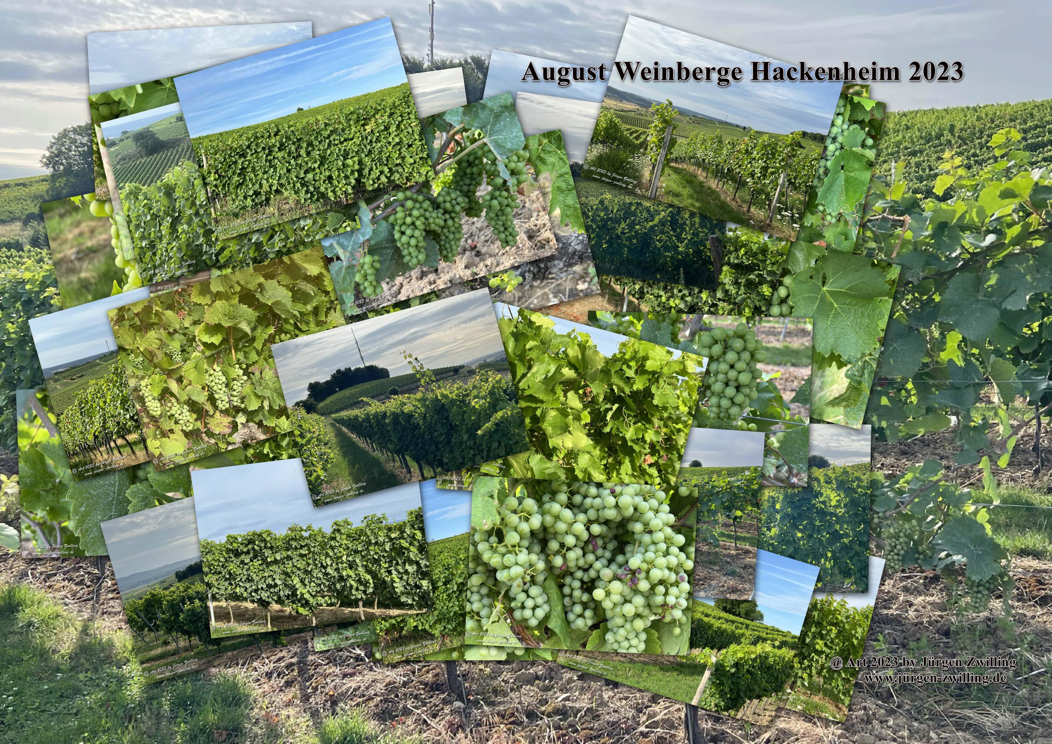 August Weinberge 2023 - Hackenheim Rheinhessen