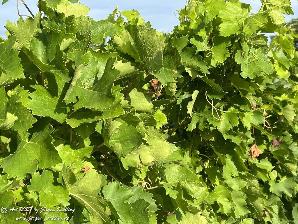 August Weinberge 2023 - Hackenheim Rheinhessen