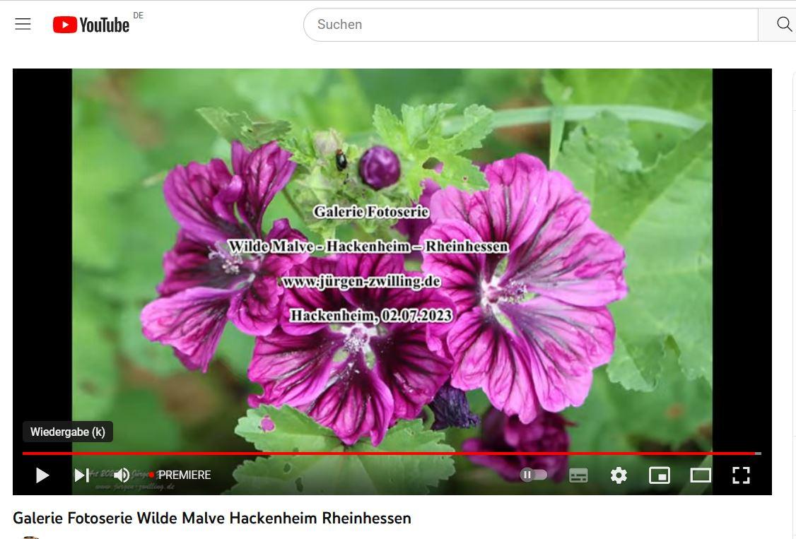 Wilde Malve - Hackenheim - Rheinhessen