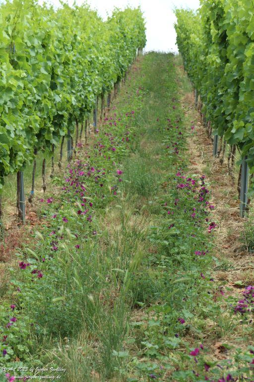 Wilde Malve - Hackenheim - Rheinhessen