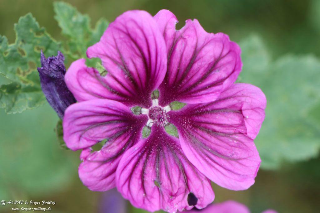 Wilde Malve - Hackenheim - Rheinhessen