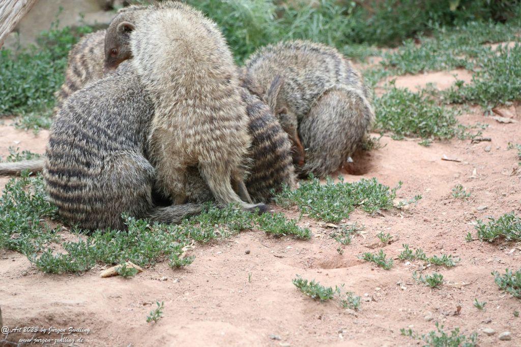Tierpark Rheinböllen - Hunsrück