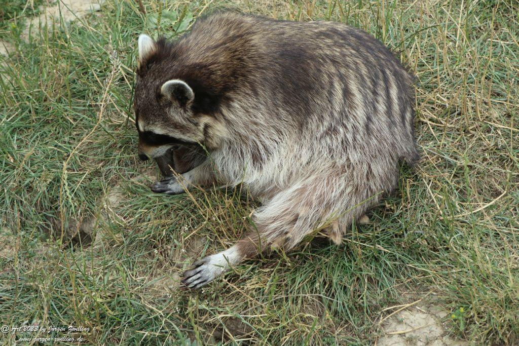 Tierpark Rheinböllen - Hunsrück