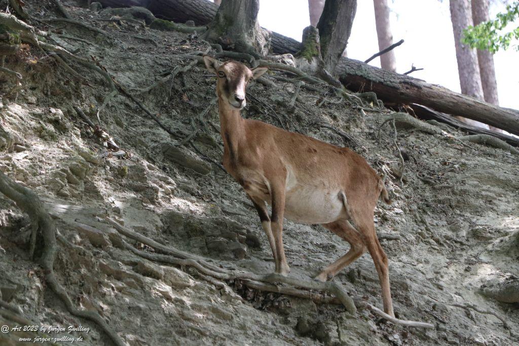 Tierpark Rheinböllen - Hunsrück