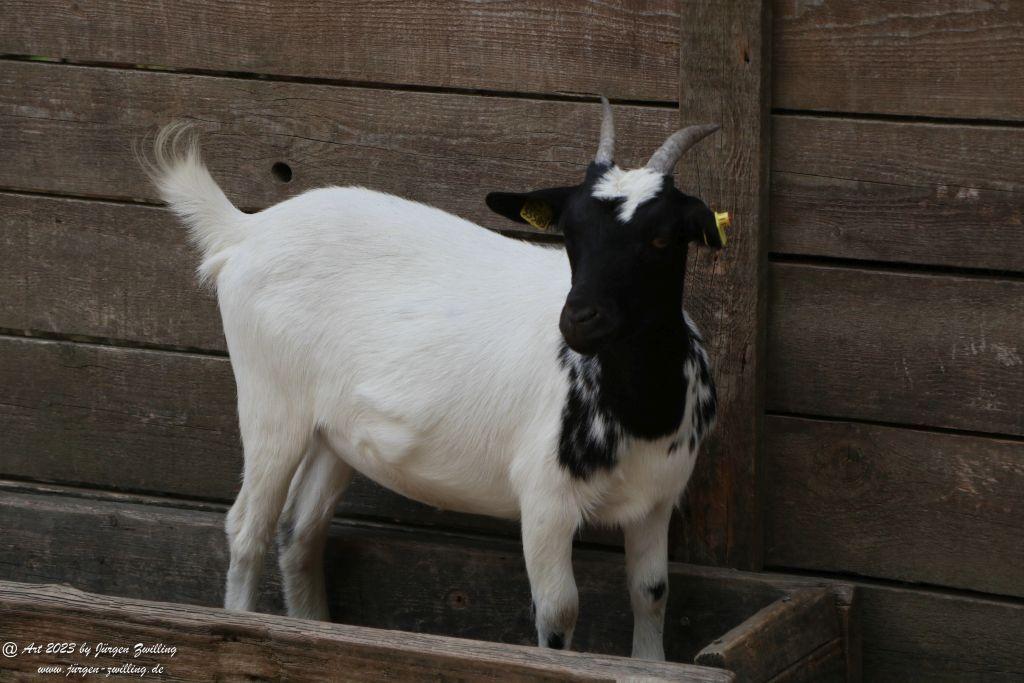 Tierpark Rheinböllen - Hunsrück