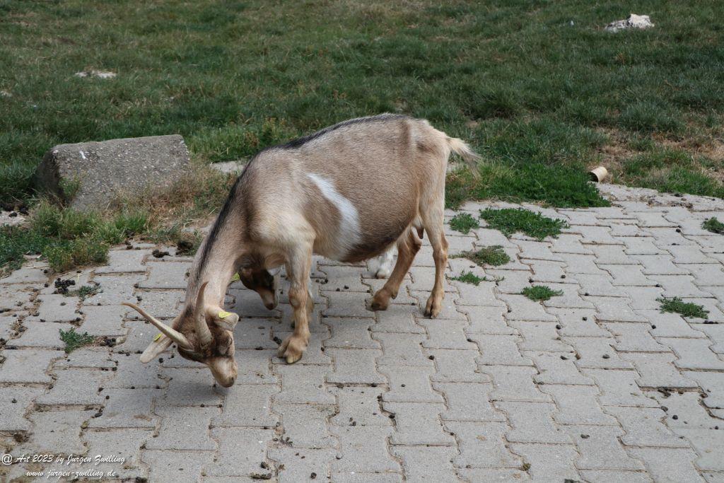 Tierpark Rheinböllen - Hunsrück