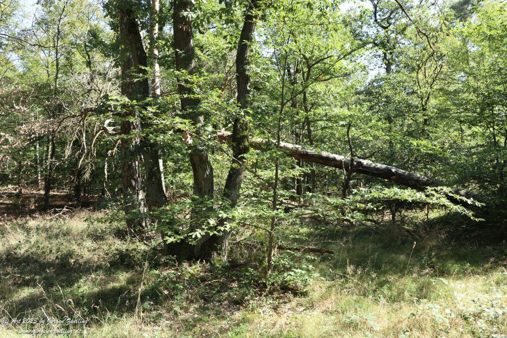Philosophische Bildwanderung Vitaltour Altenbaumburg von Hackenheim - Naheland