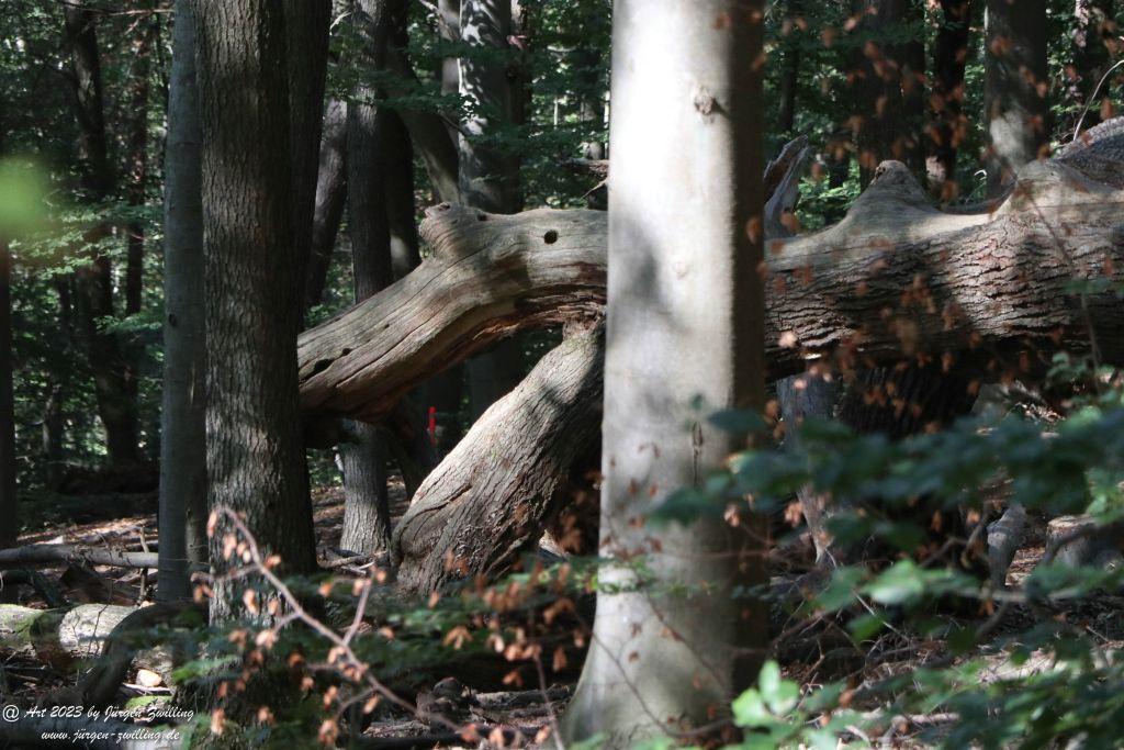 Philosophische Bildwanderung Große Rüdesheimer Runde mit Schleife Ramstein von Bingen