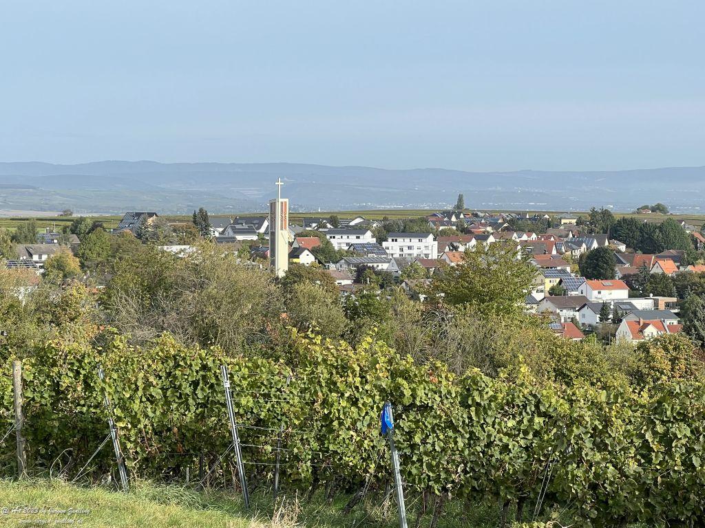 Oktober Weinberge 2023 - Hackenheim - Rheinhessen