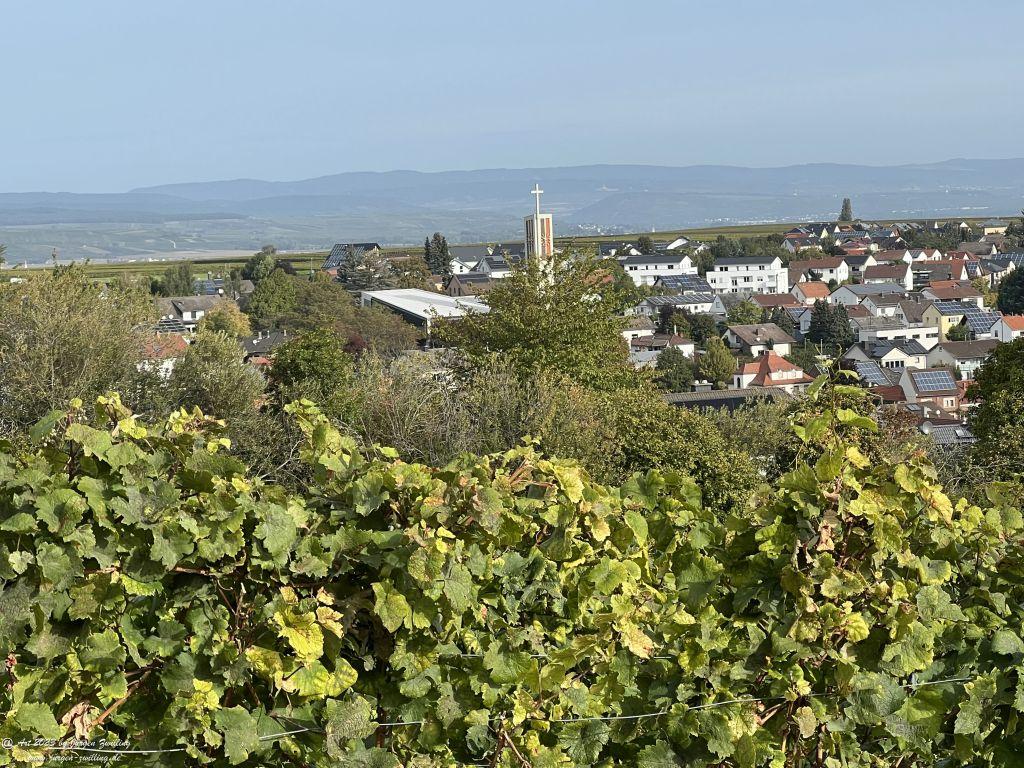 Oktober Weinberge 2023 - Hackenheim - Rheinhessen