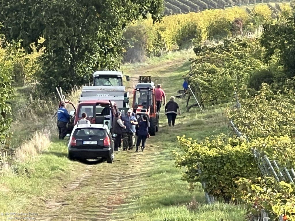 Oktober Weinberge 2023 - Hackenheim - Rheinhessen