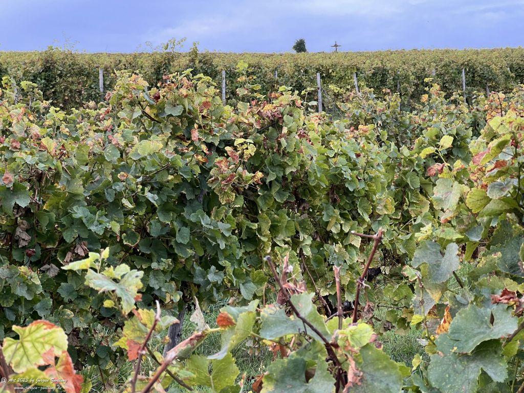 Oktober Weinberge 2023 - Hackenheim - Rheinhessen