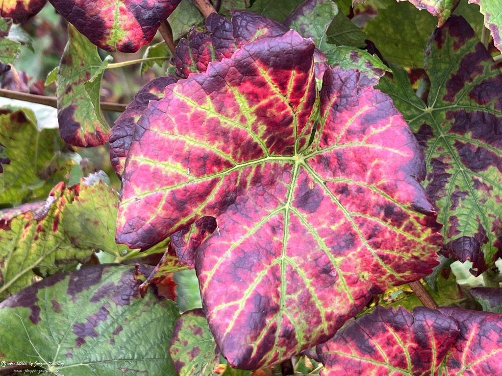 Oktober Weinberge 2023 - Hackenheim - Rheinhessen