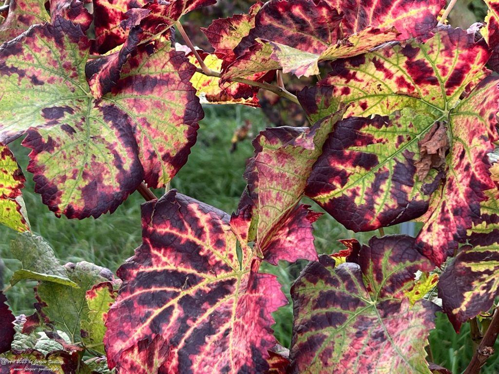 Oktober Weinberge 2023 - Hackenheim - Rheinhessen
