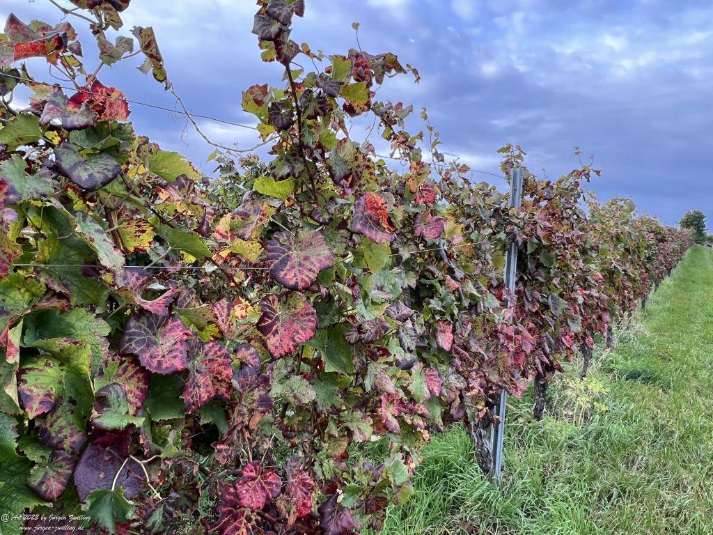 Oktober Weinberge 2023 - Hackenheim - Rheinhessen