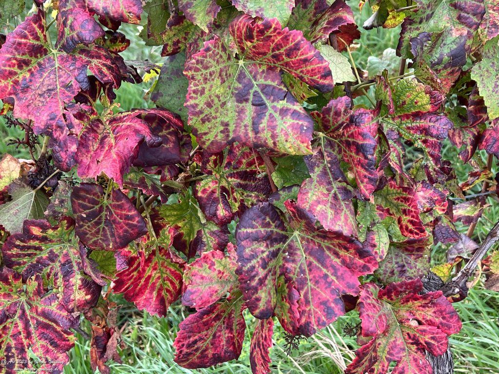 Oktober Weinberge 2023 - Hackenheim - Rheinhessen