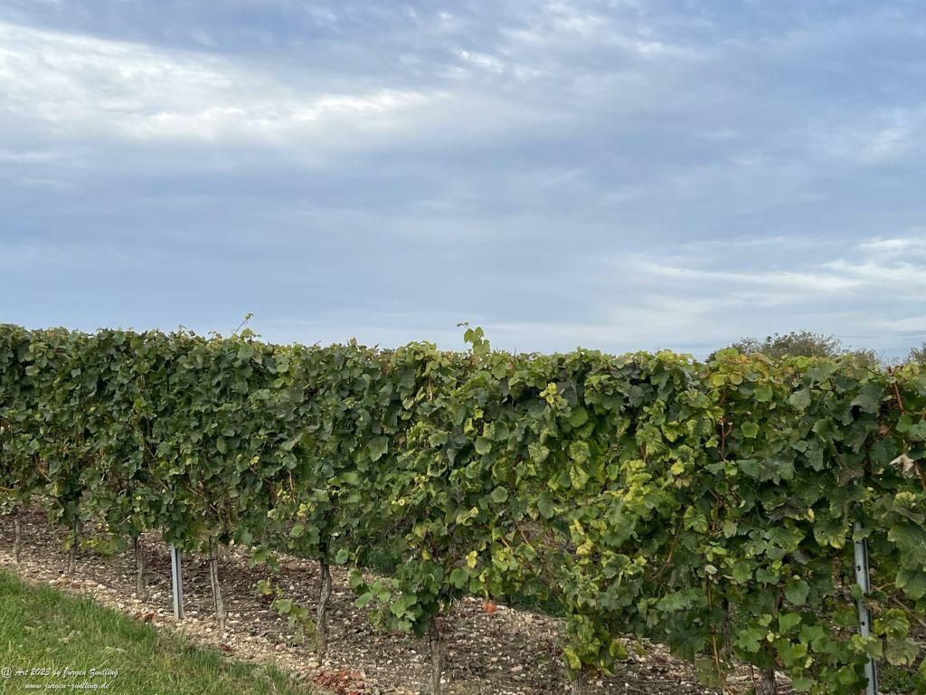 Oktober Weinberge 2023 - Hackenheim - Rheinhessen