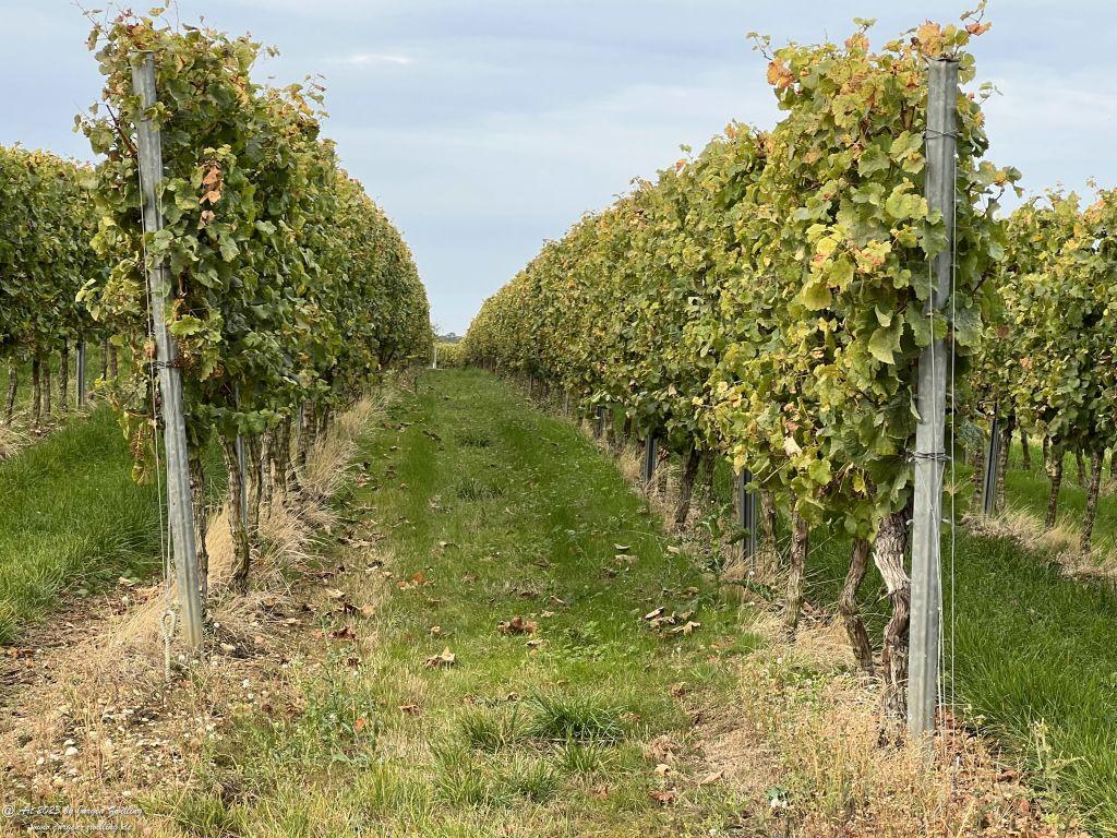 Oktober Weinberge 2023 - Hackenheim - Rheinhessen