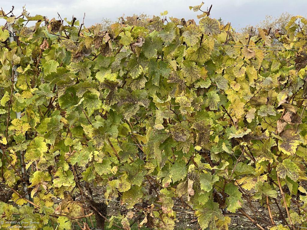 November Weinberg - Hackenheim - Rheinhessen
