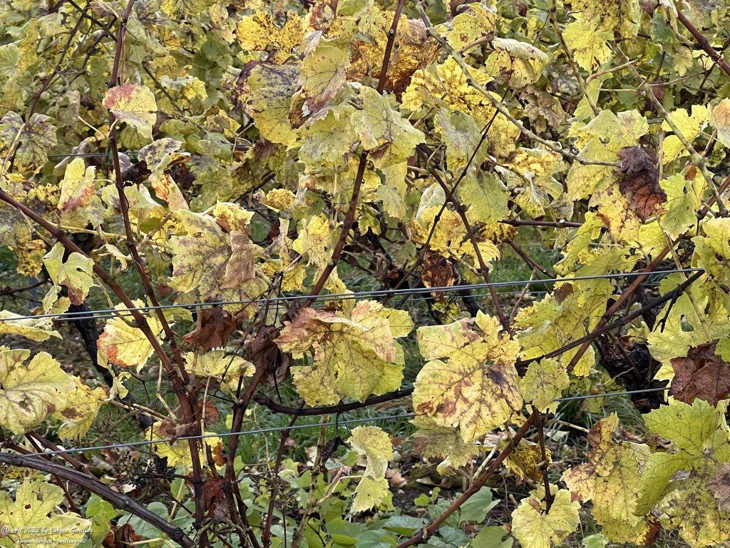 November Weinberg - Hackenheim - Rheinhessen