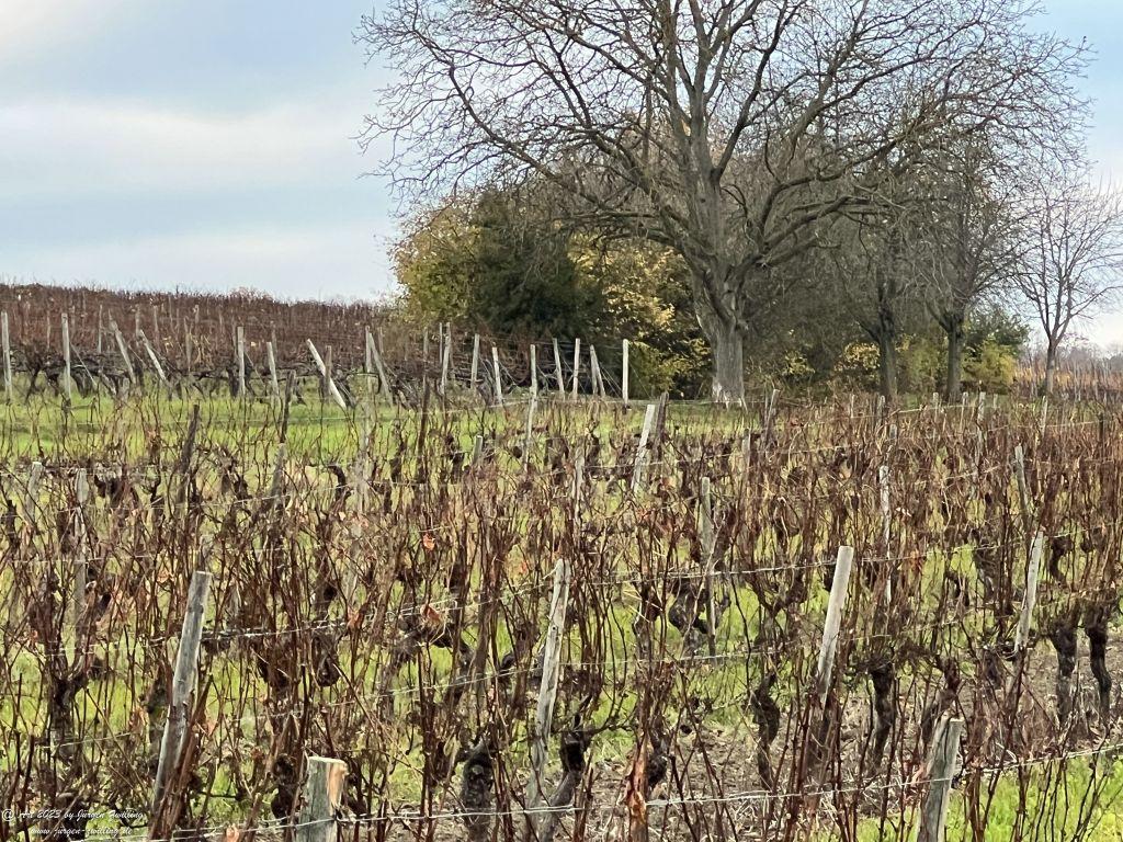 Dezember Weinberg 2023 - Hackenheim - Rheinhessen