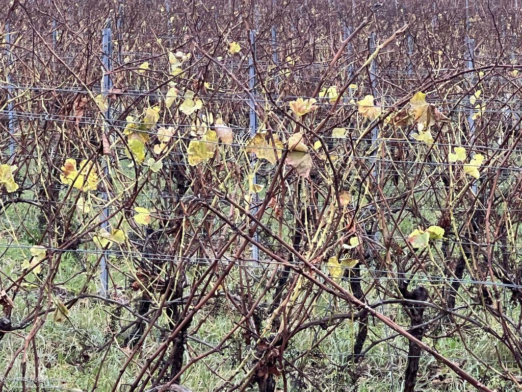 Dezember Weinberg 2023 - Hackenheim - Rheinhessen