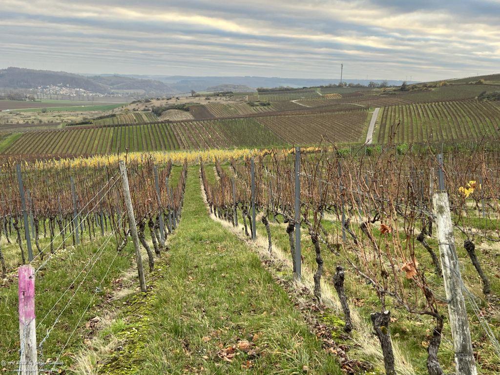 Dezember Weinberg 2023 - Hackenheim - Rheinhessen
