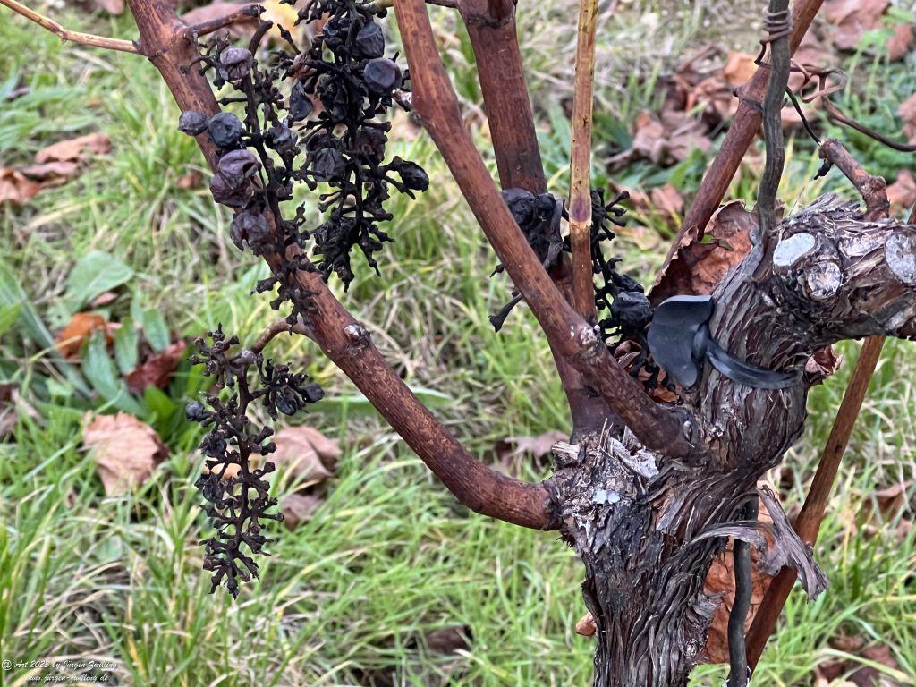 Dezember Weinberg 2023 - Hackenheim - Rheinhessen