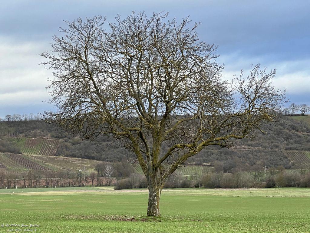 Winterbäume - Rüdesheim-Nahe - Rheinhessen