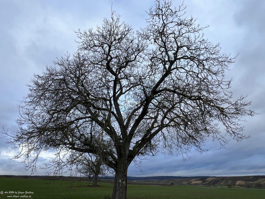 Winterbäume - Rüdesheim-Nahe - Rheinhessen