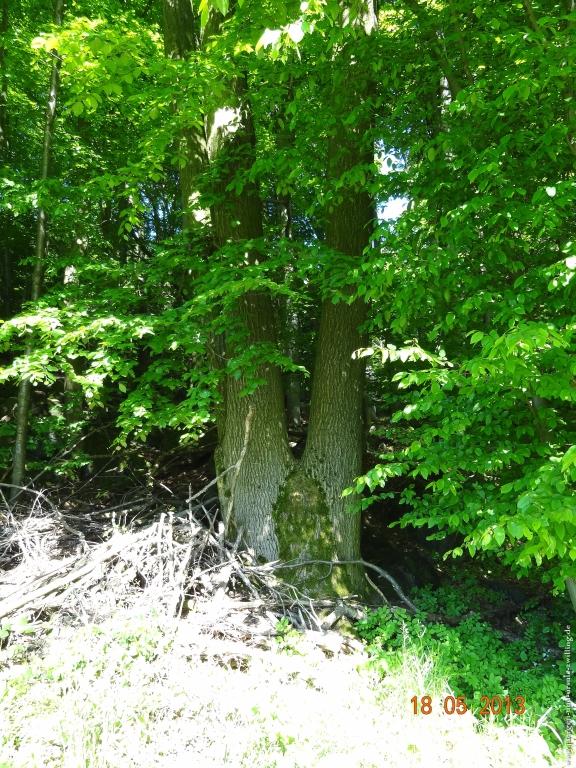 Philosophische Bildwanderung Nibelungentour