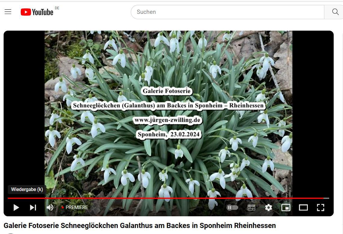 Schneeglöckchen (Galanthus) am Backes in Sponheim - Rheinhessen