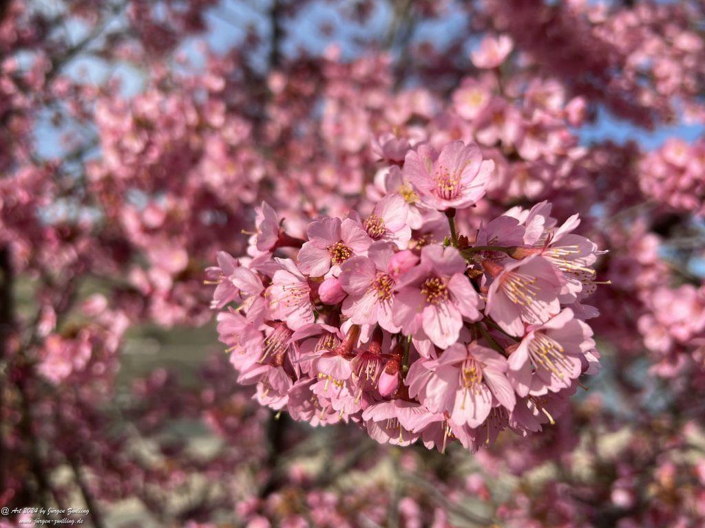 Japanische Kirschblüte - Bingen am Rhein - Rheinhessen