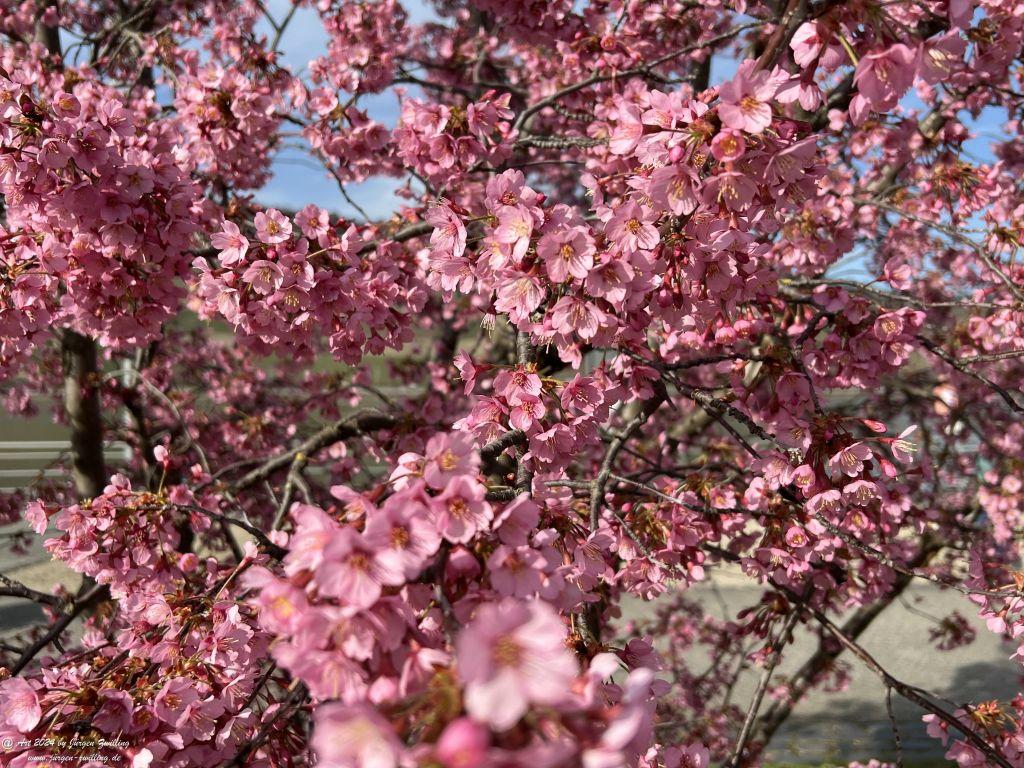 Japanische Kirschblüte - Bingen am Rhein - Rheinhessen